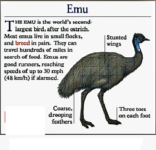 AboutTheEmu.gif